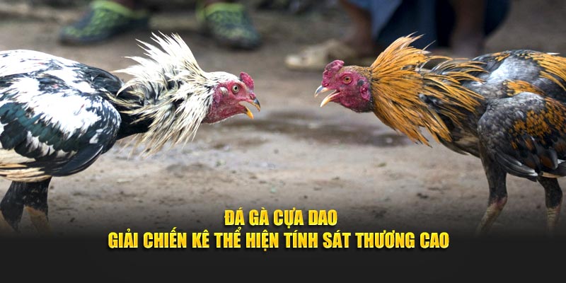 Đá Gà Cựa Dao - Giải Chiến Kê Thể Hiện Tính Sát Thương Cao