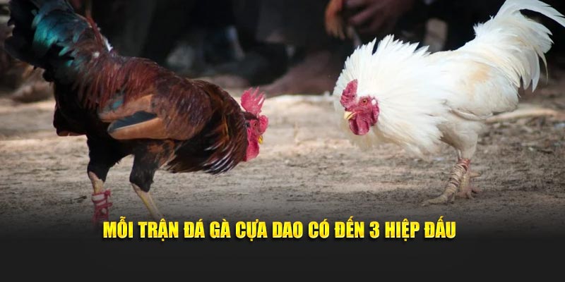 Mỗi trận đá gà cựa dao có đến 3 hiệp đấu