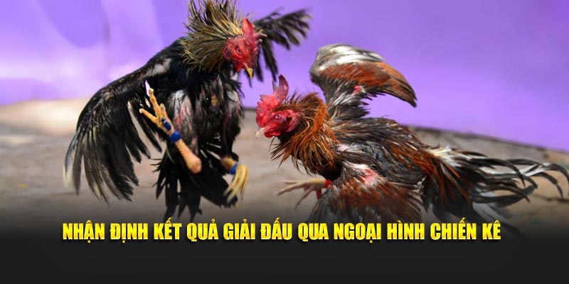 Nhận định kết quả giải đấu qua ngoại hình chiến kê